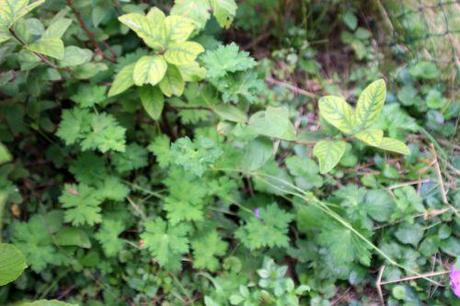 3 romi 3 août 2014 011.jpg