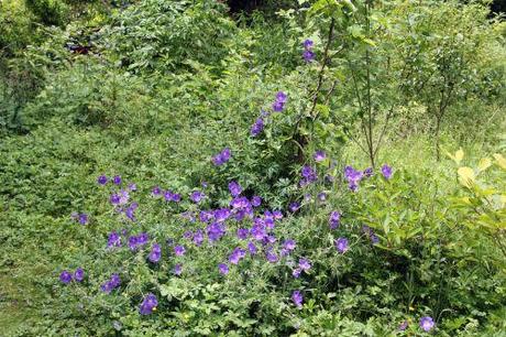 4 geranium romi 9 juin 2012 001 (1).jpg