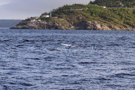 Amérique du Nord, 5ème étape: Tadoussac et les baleines !