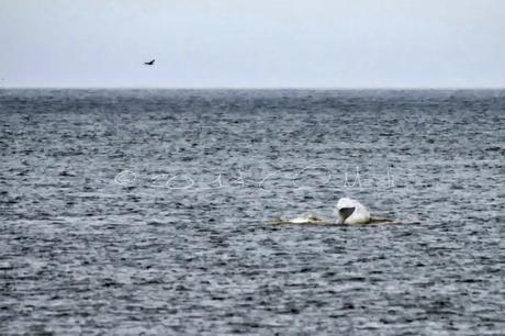Amérique du Nord, 5ème étape: Tadoussac et les baleines !