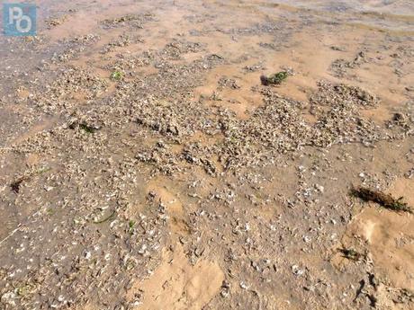 Hécatombe de crevettes en Vendée : la Loire-Atlantique touchée