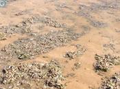 Hécatombe crevettes Vendée Loire-Atlantique touchée