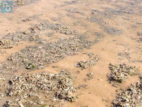 Hécatombe de crevettes en Vendée : la Loire-Atlantique touchée