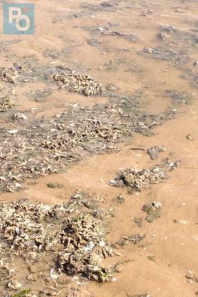 Hécatombe de crevettes en Vendée : la Loire-Atlantique touchée