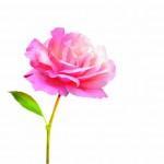 Les bienfaits de l’eau florale eau florale