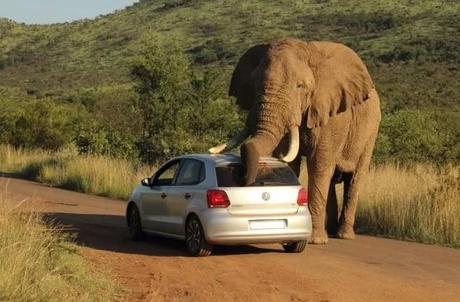 Un éléphant se gratte sur une VW Polo