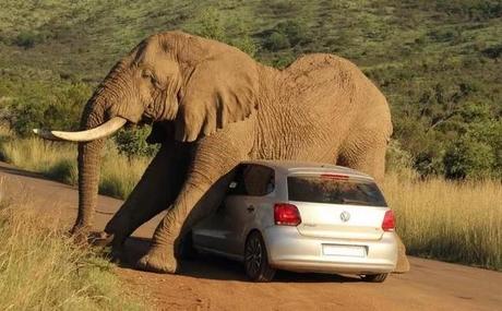 Un éléphant se gratte sur une VW Polo