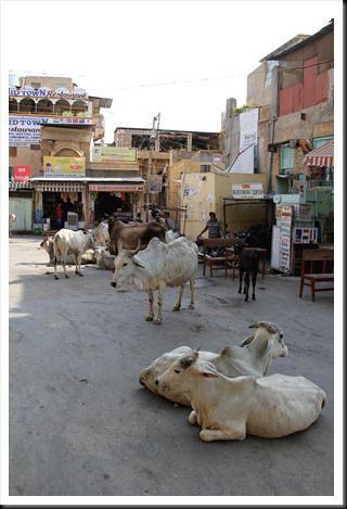 Rajasthan 2ème partie 464