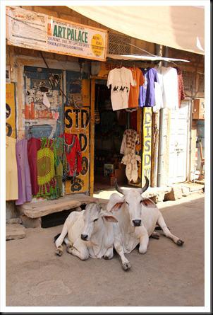 Rajasthan 2ème partie 493