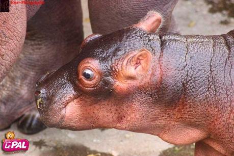 bébé-hippo1-1