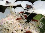 poliste, gentille guêpe