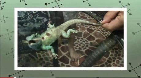 Thaïlande: Lézards au BQQ accompagnés de mangues et légumes [HD]