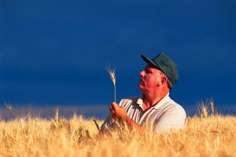 Farmer Inspecting Wheat