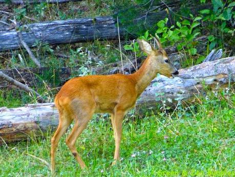 A l'orée de la forêt