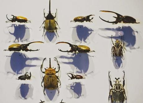 MONTREAL : Magie du jardin et découverte au Biodome MONTREAL : Magie du jardin et découverte au Biodome