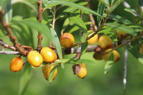 5 hipophae autof romi 27juil 2014 026.jpg