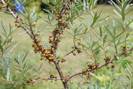 2 hypophae autof romi 1 juil 2014 036.jpg