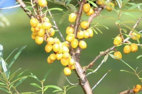 4 hyppophae autof romi 3 août 2014 002.jpg