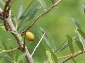 Hippophae rhamnoides