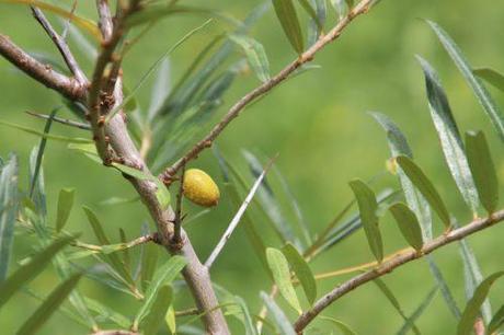 1 hippophae autof romi 3 août 2013 022.jpg