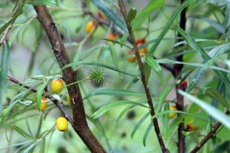 6 hippophae fem romi 3 août 2013 023 (2).jpg