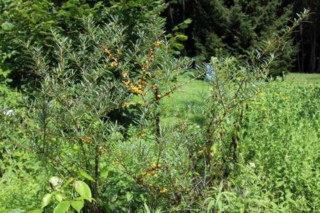 3 hippophae autof romi 27juil 2014 012.jpg