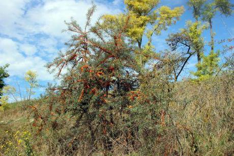 7 hippophae romi 7 sept 2013 022 (4).jpg