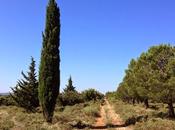 Roquemaure, colline l'Aspre