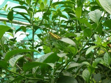 Dans la volière aux papillons du château de Goulaine près de Nantes