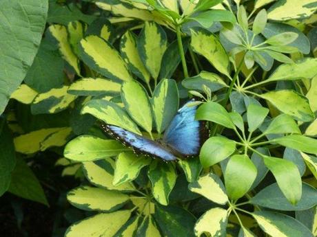 Dans la volière aux papillons du château de Goulaine près de Nantes
