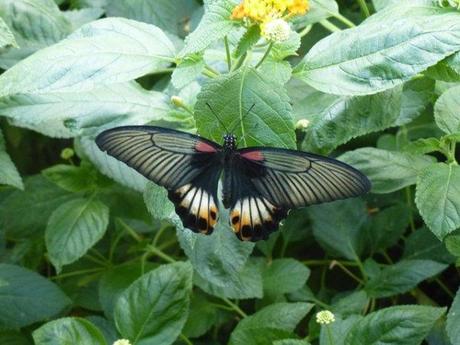 Dans la volière aux papillons du château de Goulaine près de Nantes