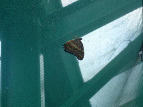 Dans la volière aux papillons du château de Goulaine près de Nantes