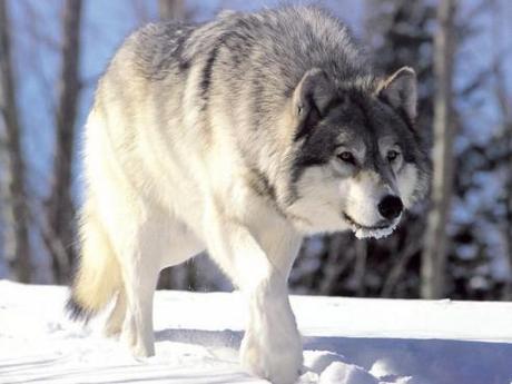 Les Loups dans la reserve naturelle documentaire complet