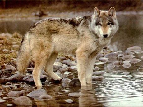 Les Loups dans la reserve naturelle documentaire complet
