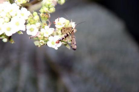 vib lantana mouche sc romi 9 août 2014 049.jpg
