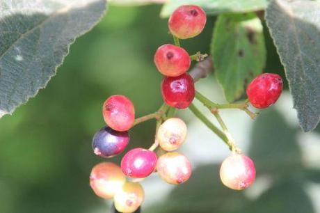 1 vib lantana romi 9 août 2014 029 (5).jpg