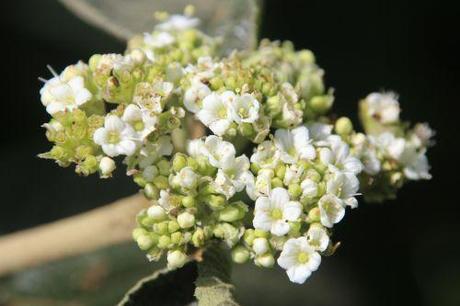 2 vib lantana romi 9 août 2014 029 (1).jpg