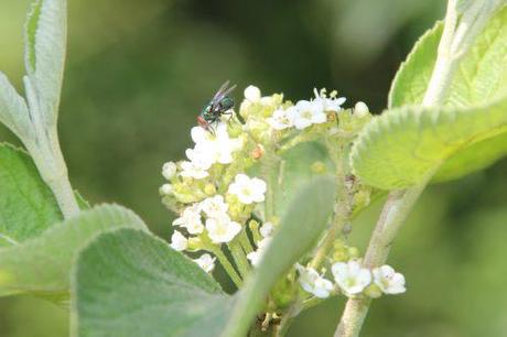 3 vib lantana romi 9 août 2014 029 (2).jpg