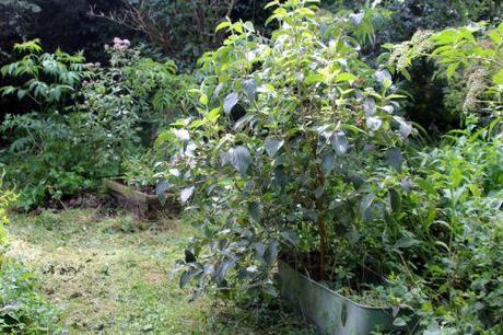 vib lantana romi 9 août 2014 042 (2).jpg