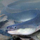 Sweden 'mourns' its oldest eel