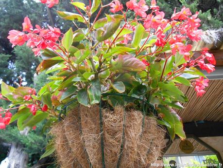 Bégonia Dragon Wings