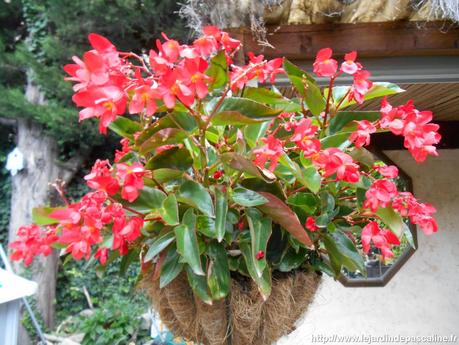 Bégonia Dragon Wings