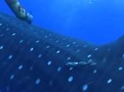 Plongeurs requin-baleine