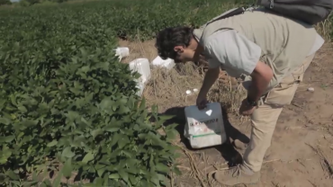 Paul Moreira dans un champ de soja GM en Argentine