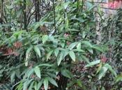 Begonia maculata