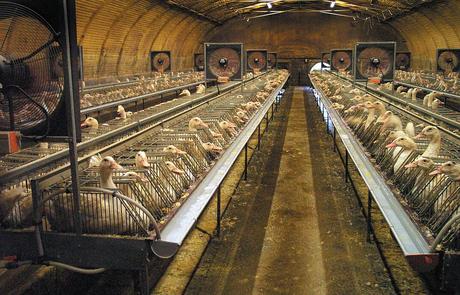 Salle de gavage pour canards destinés à l'industrie du foie gras, équipée en cages individuelles - Sud-ouest de la France, 2004.jpeg