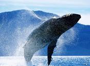 Chant baleines