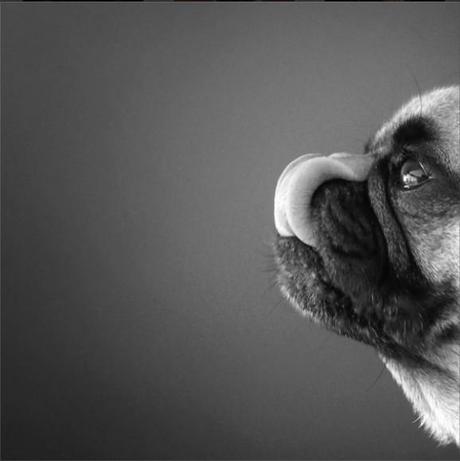 pug-carlin-bulldog-francais-drole-mignon-mogwaii (36)