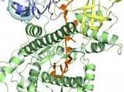 Cytologie petite protéine régule l'identité cellulaire