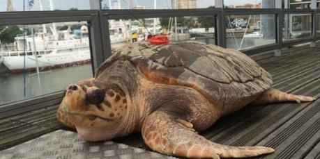 La Rochelle : deux des cinq tortues marines relâchées début juillet par l'Aquarium retrouvées sans vie